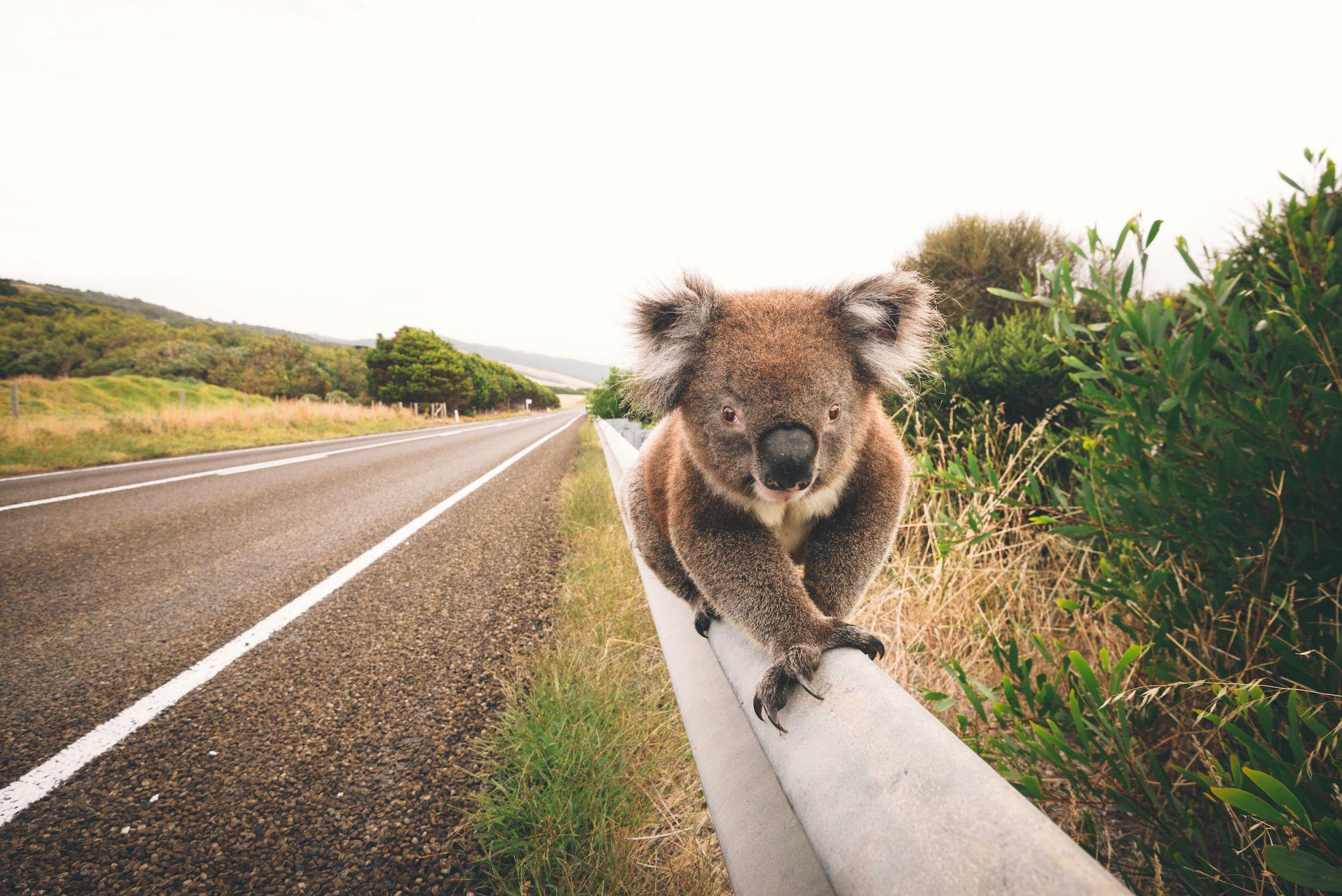 Un koala passeggia lungo la Great Ocean Road. ©John Crux Photography/Getty Images