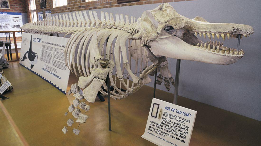 <strong>Eden Killer Whale Museum: </strong>Eden's Killer Whale Museum details the symbiotic relationship that evolved between the town's whalers and a pod of killer whales. Displays include this killer whale skeleton, nicknamed 